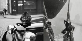 1950’lerden İnsanı Müthiş Bir Zaman Yolculuğuna Çıkaran Fotoğraf Serisi: Londra’nın Kedileri