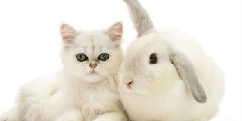 Aynı Kürkü Paylaşan Hayvanların Aşırı Minnoşluk İçeren Birliktelik Fotoğrafları