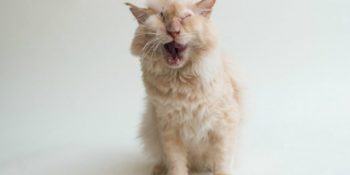 Talihsiz Bir Biçimde Tek Gözünü Kaybeden Sevimli Kedi Tommy’nin İçimizi Isıtan Hikayesi