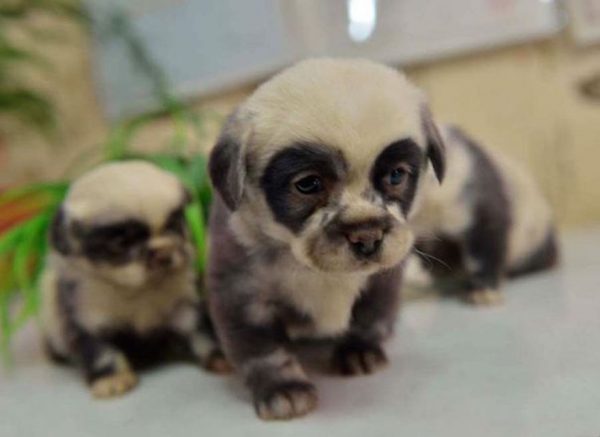 cute-dog-panda-puppies-5__605