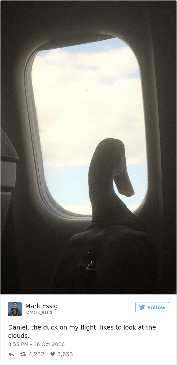 emotional-support-duck-flight-4
