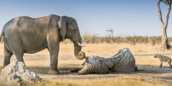 Fillerin İnanılmaz Zeki Olduklarını Kanıtlayan 10 Davranış Biçimi