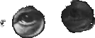 freud1