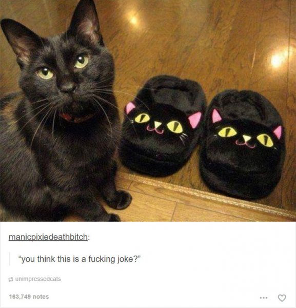 funny-tumblr-cats-49-5811ced059089__700-577x600