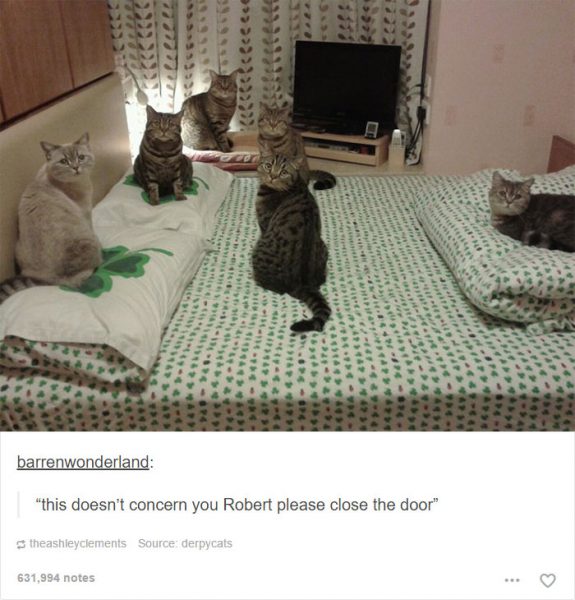 funny-tumblr-cats-50-5811ced268163__700-575x600