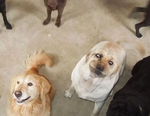 funny-unphotogenic-derp-animals-47-57ee300b5bbf8__605