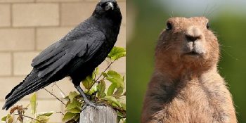 Tek Zeki Canlının İnsan Olmadığını Kanıtlayan Her Biri Ayrı Yeteneklere Sahip 9 Hayvan