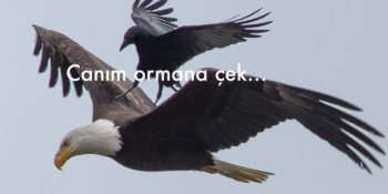 Zekasıyla Nam Salmış Efsane Hayvanlar Olan Kargalardan Öğreneceğimiz 22 Hayat Dersi