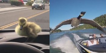 Kendisini Boğulmaktan Kurtaran Adamın Peşini Bir An Olsun Bırakmayan Kazın Sevgi Dolu Hikayesi