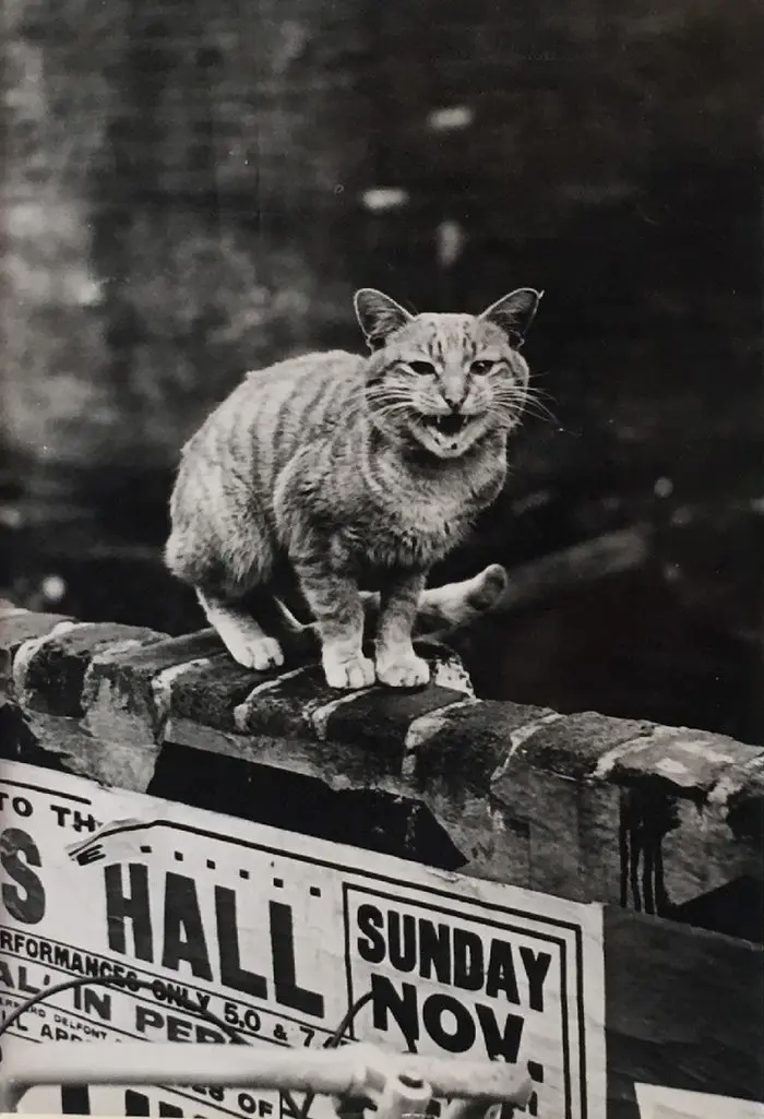 kedi