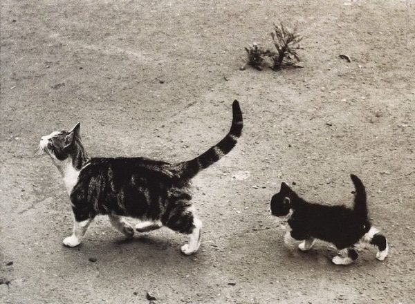 kediler-siyah-beyaz
