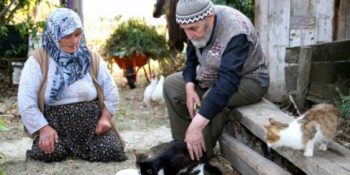İçlerindeki Evlat Sevgisini Birlikte Yaşadıkları 15 Kediye Veren Dünyanın En Tatlı İkilisi: Aydın Çifti