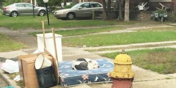 Evle Beraber Kendisini de Terk Eden Sahiplerini Bir Ay Boyunca Sabırla Bekleyen Köpek Boo