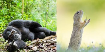 Vahşi Yaşam Fotoğrafçılığının Oldukça Eğlenceli Olabileceğini Gösteren 24 Komik Fotoğraf