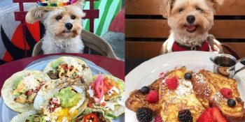 Sokakta Aç Halde Bulunan Minnoş Köpek Popeye’ın Gurmeleri Kıskandıran Yeni Hayatı