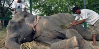 50 Yıl Süren Tutsaklığın Ardından Kurtarılırken Gözyaşlarına Boğulan Zavallı Fil Raju