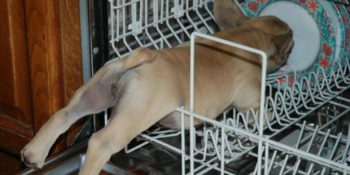 Sakarlıkları Sevimlilik Olarak Gösteren Bilimsel Bir Bakış: Pratfall Etkisi