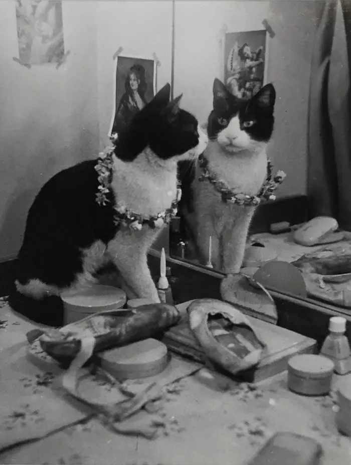 suslu-kedi