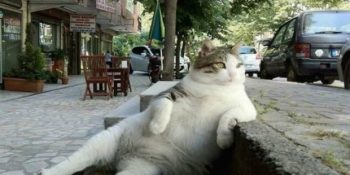 Kadıköy Belediyesi Sözünü Tuttu! Minnoş Suratlı Tombili Heykeli Hazır