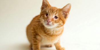 Gözleri Görmeyen Kedilerin Güzelliklerini Vurgulayan Fotoğrafçıdan 12 Masum Kare