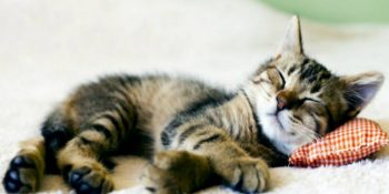 Kedinizin Uyuma Şeklinden Kişiliği Hakkında Fikir Sahibi Olmanızı Sağlayacak 7 Değerli Bilgi