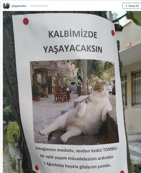 2-oldu-tombili