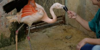 3D Yazıcılarla Üretilmiş Protezlerle Yeniden Hayata Tutunan 13 Sevimli Hayvan