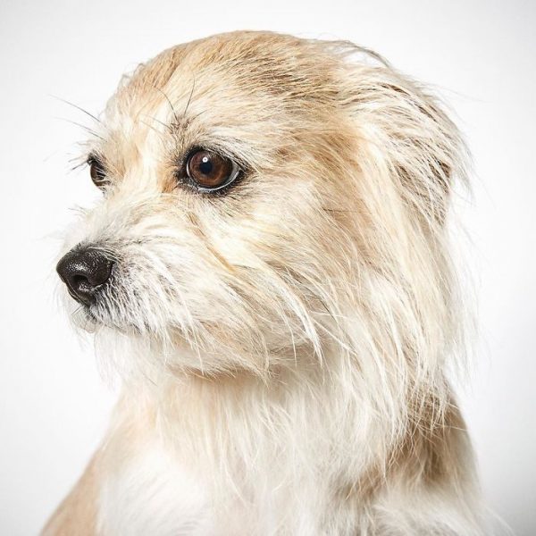 Fashion-Photographer-Helps-Abandoned-Dogs-Find-Forever-Homes-581c44a9dfc7b__700
