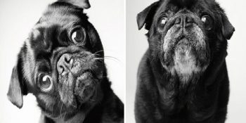 Yüreğinize Dokunacak Bir Proje: Zamanın Yaşlandırdığı 13 Köpek Dostumuz