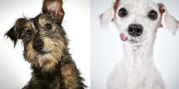 Terk Edilen Köpekler Yuva Bulabilsinler Diye Güzel Fotoğraflarını Çeken Moda Fotoğrafçısı