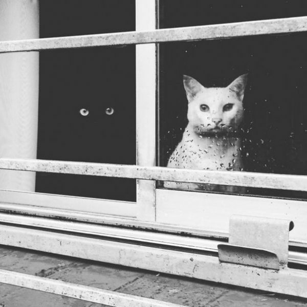 black-white-cats-yin-yang-1-58243d529fdf3__605