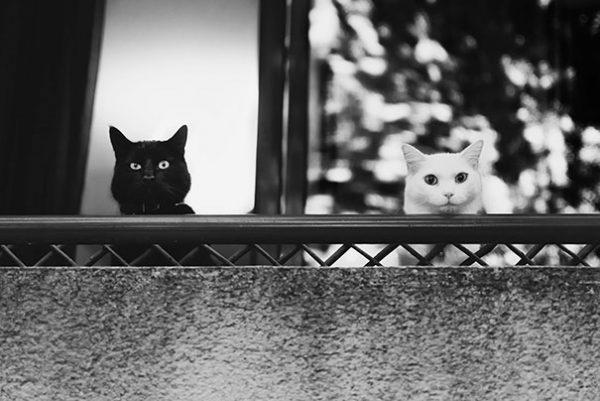 black-white-cats-yin-yang-21-58243d50305c1__605
