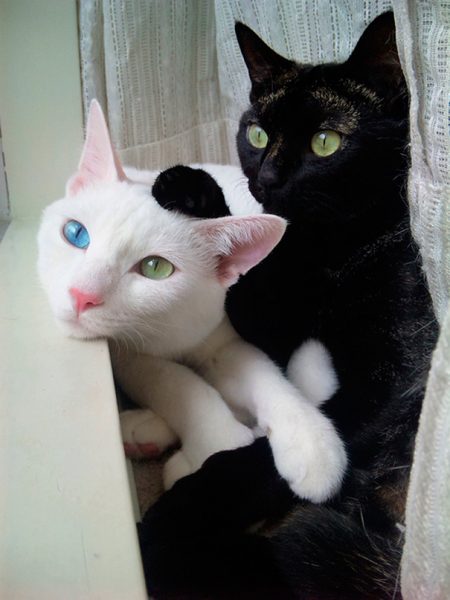 black-white-cats-yin-yang-30-58244a56debb6__605