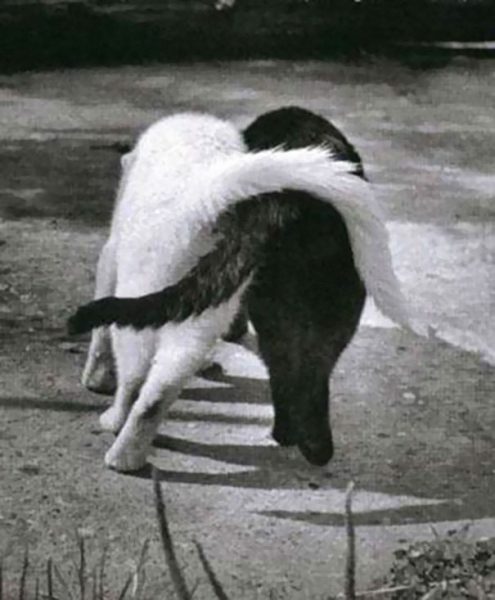 black-white-cats-yin-yang-30-5825847f90614__605