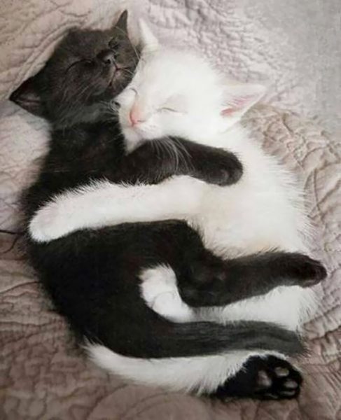 black-white-cats-yin-yang-31-58244cd9f30d2__605