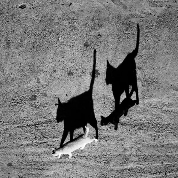 black-white-cats-yin-yang-31-58257de1b4325__605