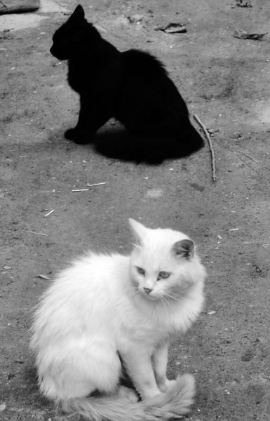 black-white-cats-yin-yang-33-58257ef6d6d8c__605