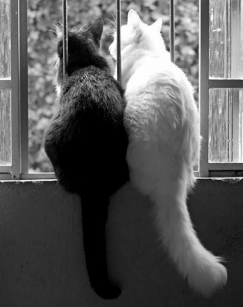 black-white-cats-yin-yang-37-582467543796a__605