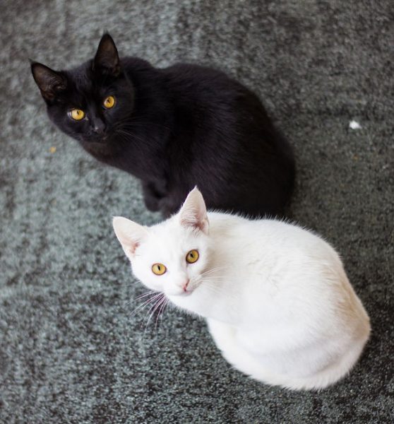 black-white-cats-yin-yang-38-582586a245743__605