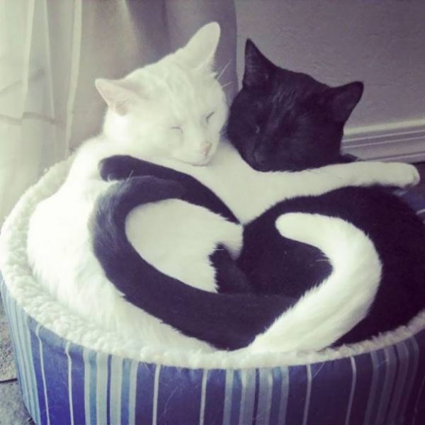 black-white-cats-yin-yang-45-582471dfc5b34__605