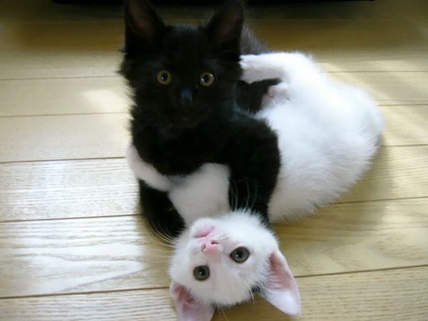 black-white-cats-yin-yang-48-5824781dc0074__605