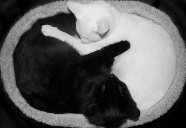 black-white-cats-yin-yang-70-5824837231803__605