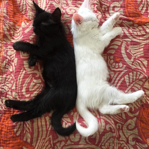 black-white-cats-yin-yang-75-582483468ba6f__605