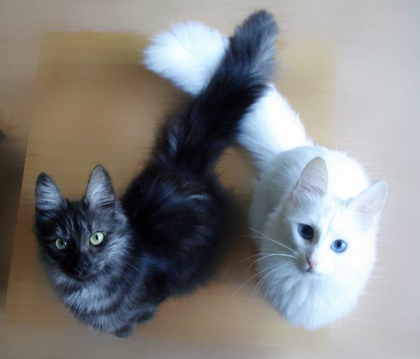 black-white-cats-yin-yang-80-582488904db17__605