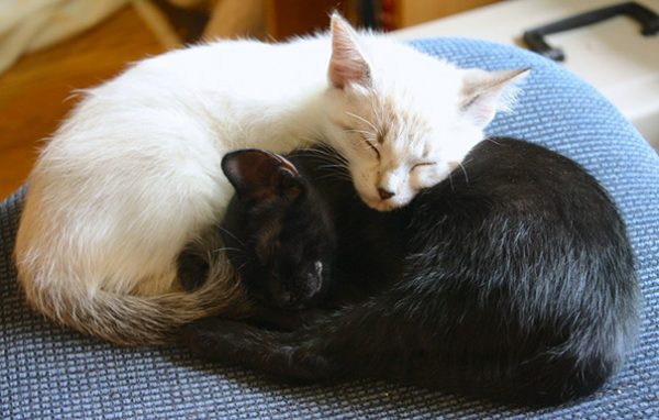 black-white-cats-yin-yang-81-58248ac903230__605