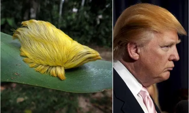 donaldtrump