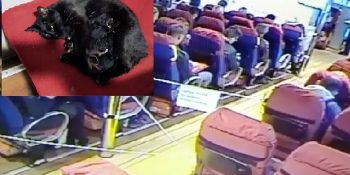 İzmir’de Yolcu Gemisine Sığınan Hamile Kediyi Korumaya Alan Merhametli Personel