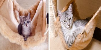 Büyüdüğünü Kabul Etmekte Zorlanan 15 Sevimli Ötesi Kedi