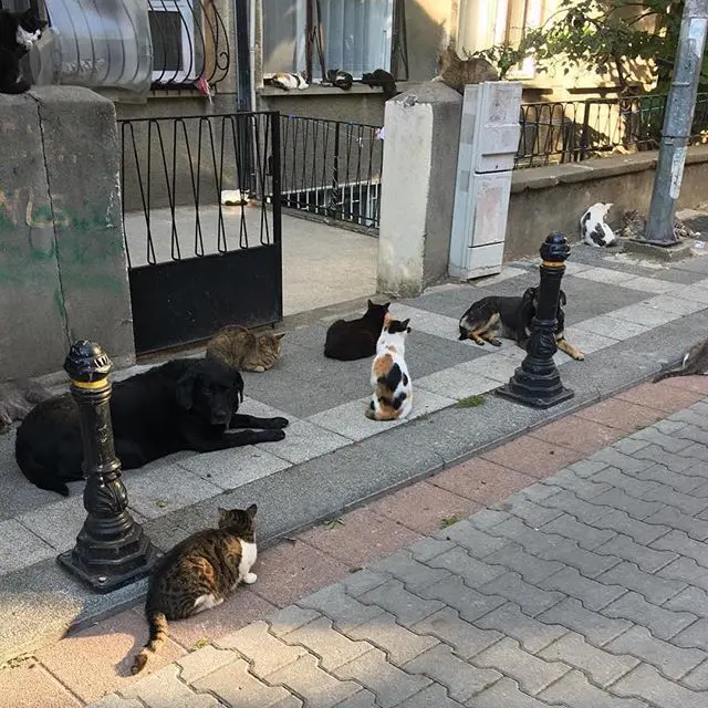 kedi-kopek-mahallede-herkesle-dost-ol-herkesle-arkadas-mahallemoda-@siiralkan