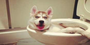 Sevimli Kedi ve Köpeklerden “Sebebi Neydi ki” Demenize Neden Olacak 14 Yaramaz An